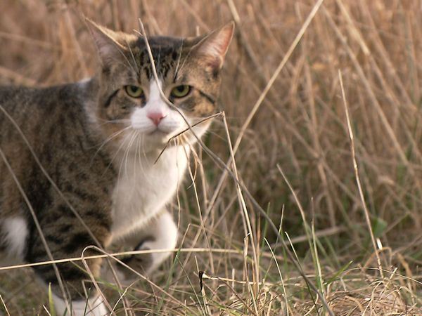 Weird or What 3 - Weird Animal Behavior