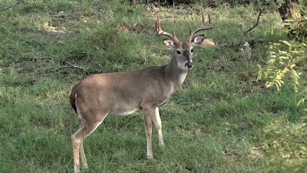 Americana Outdoors - Garmin Xero and BIG Whitetails