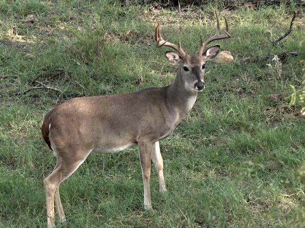 Americana Outdoors - Garmin Xero and BIG Whitetails