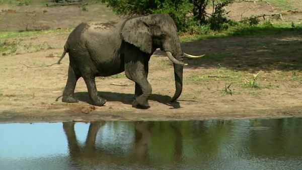 Zoo Clues - World's Strongest Animals