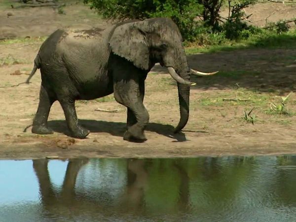 Zoo Clues - World's Strongest Animals