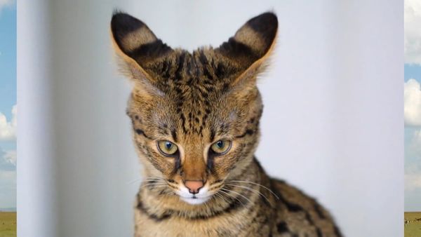 Zoo Clues - Animal Hybrids