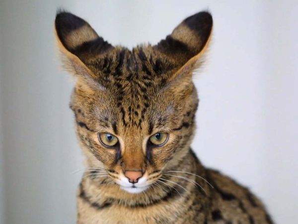 Zoo Clues - Animal Hybrids