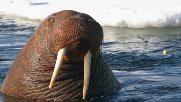 Zoo Clues - Animals Helping Animals
