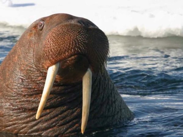 Zoo Clues - Animals Helping Animals