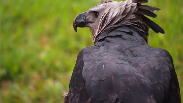 Zoo Clues - World's Biggest Animals