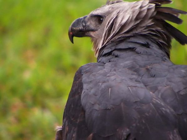 Zoo Clues - World's Biggest Animals