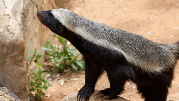 Zoo Clues - Mischievous Mammals