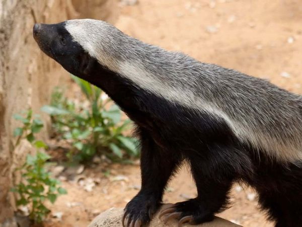 Zoo Clues - Mischievous Mammals