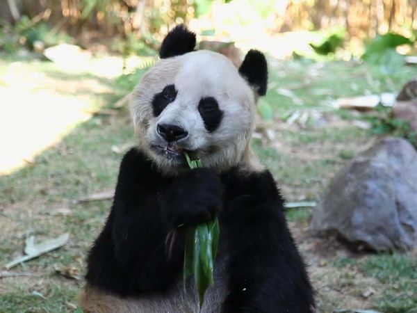 Zoo Clues - The Bear Necessities
