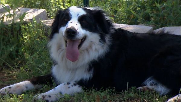 Zoo Clues - Dogs 101