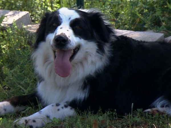 Zoo Clues - Dogs 101