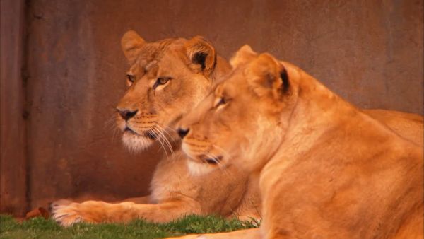 Zoo Clues - Group Hunters
