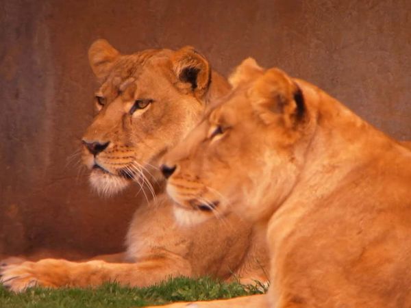 Zoo Clues - Group Hunters