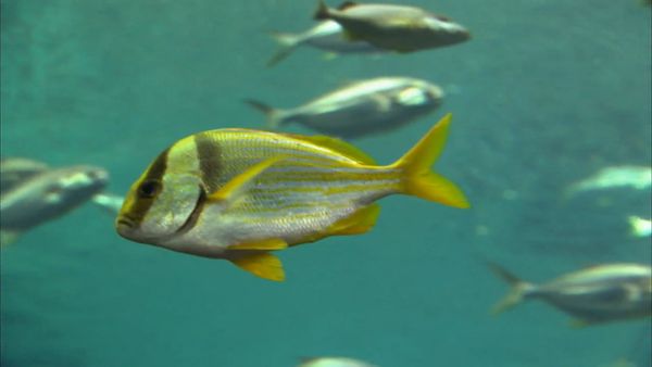 Zoo Clues - Life on the Reef