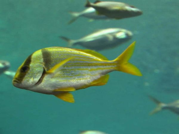 Zoo Clues - Life on the Reef