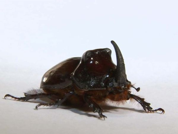 Zoo Clues - Creepy Crawlers