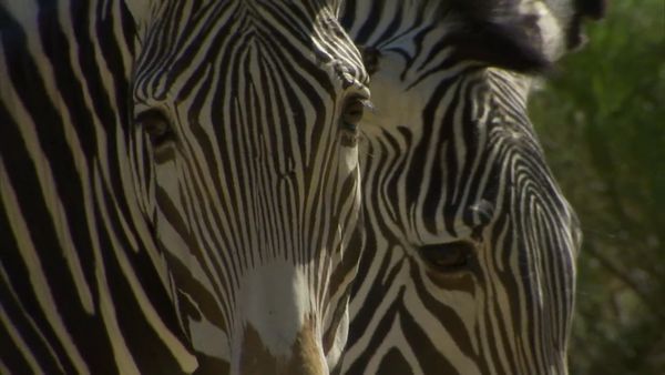 Zoo Clues - Animals with Stripes