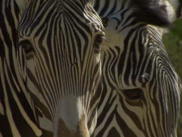 Zoo Clues - Animals with Stripes