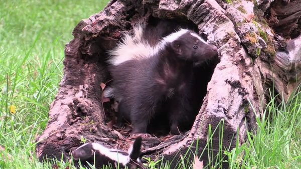Zoo Clues - Top 10 Smelliest Animals