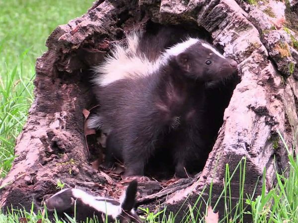Zoo Clues - Top 10 Smelliest Animals
