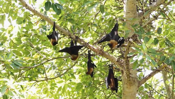 Zoo Clues - All About Bats