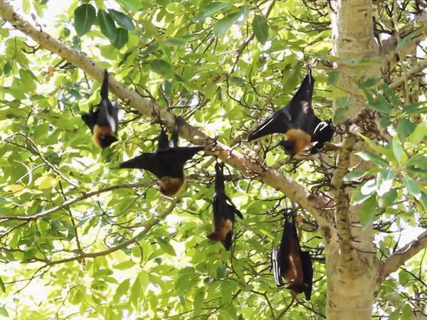 Zoo Clues - All About Bats
