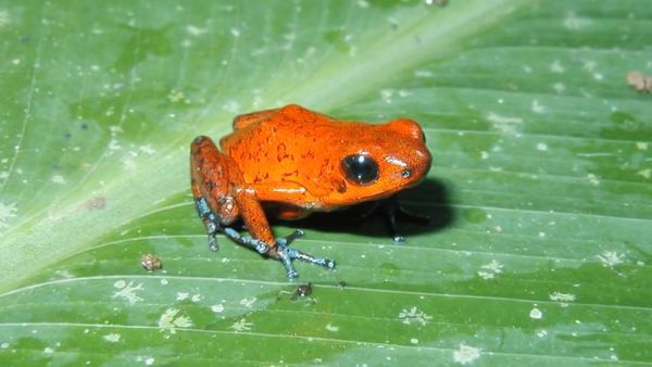 Zoo Clues - Animals of the World: The Amazon