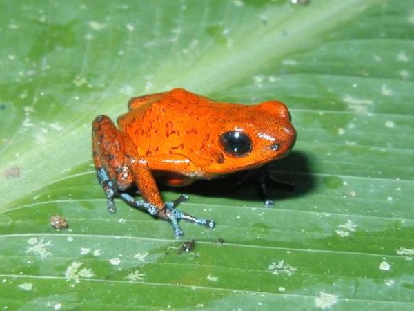 Zoo Clues - Animals of the World: The Amazon