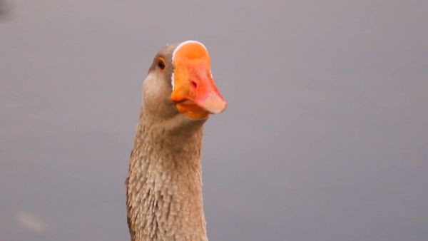 Zoo Clues - Animals with Jobs