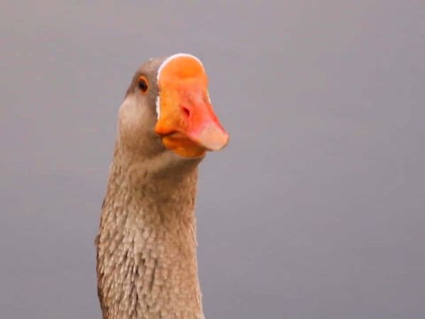 Zoo Clues - Animals with Jobs