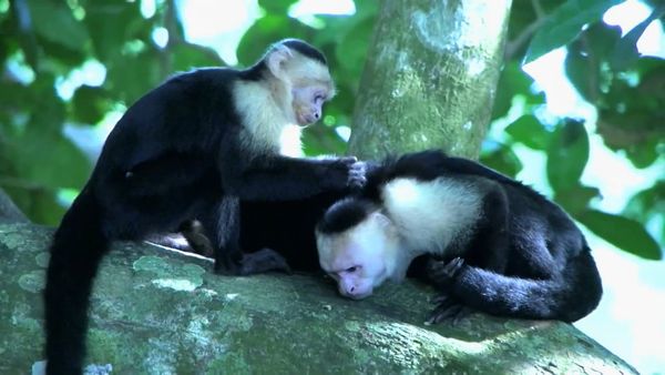 Zoo Clues - Monkey Business
