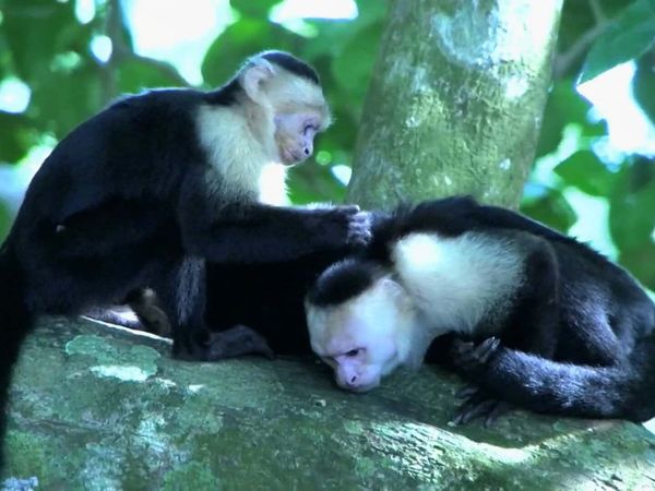 Zoo Clues - Monkey Business