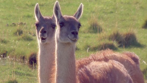 Tiere vor der Kamera - Guanakos - Die wilden Lamas der Anden