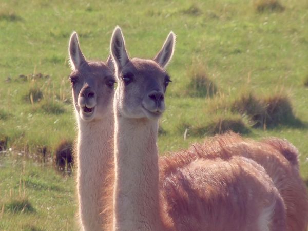 Tiere vor der Kamera - Guanakos - Die wilden Lamas der Anden
