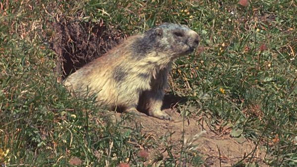 Tiere vor der Kamera - Sommer der Murmeltiere