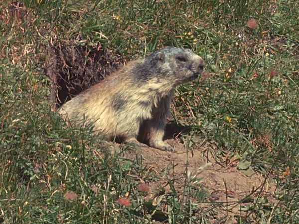 Tiere vor der Kamera - Sommer der Murmeltiere