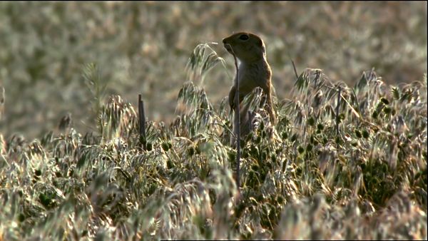 Tiere vor der Kamera - Die Kraniche der russischen Steppe