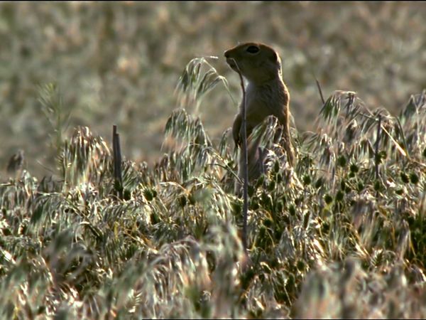 Tiere vor der Kamera - Die Kraniche der russischen Steppe