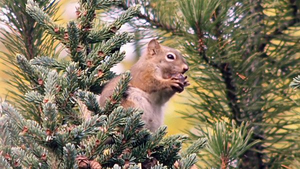 Tiere vor der Kamera - Die Unauffälligen der Rocky Mountains