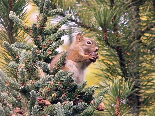 Tiere vor der Kamera - Die Unauffälligen der Rocky Mountains
