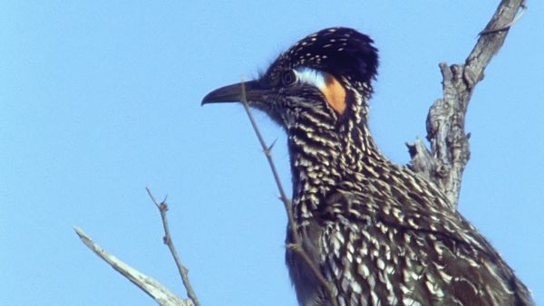 Tiere vor der Kamera - Der schnellste Vogel im Wilden Westen