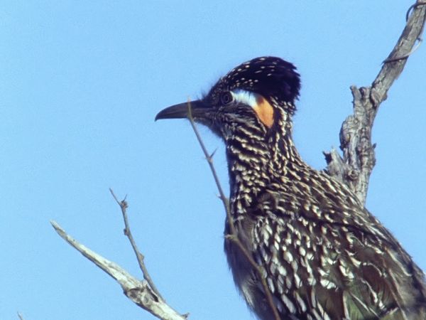 Tiere vor der Kamera - Der schnellste Vogel im Wilden Westen