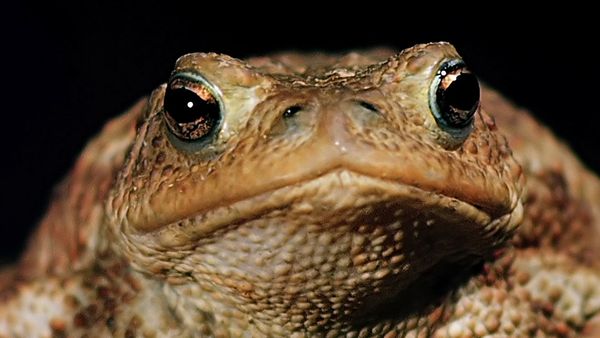 Tiere vor der Kamera - Die Nächte der Kröten