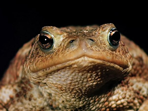 Tiere vor der Kamera - Die Nächte der Kröten