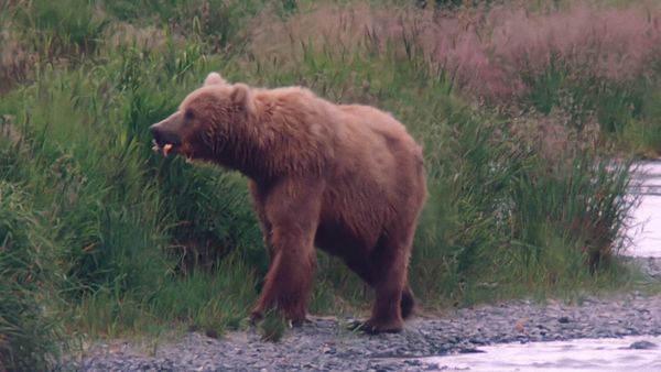 Tiere vor der Kamera - Aus dem Familienleben der Grizzly-Bären