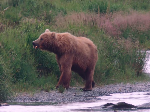 Tiere vor der Kamera - Aus dem Familienleben der Grizzly-Bären