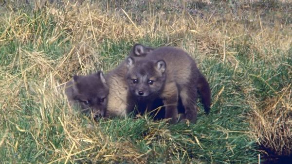 Tiere vor der Kamera - Der schnelle Sommer der Eisfüchse