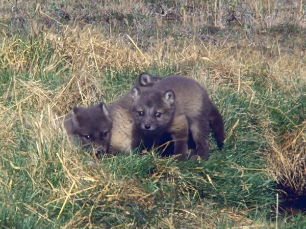 Tiere vor der Kamera - Der schnelle Sommer der Eisfüchse