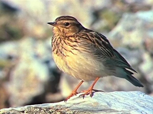 Tiere vor der Kamera - Lied der Landschaft